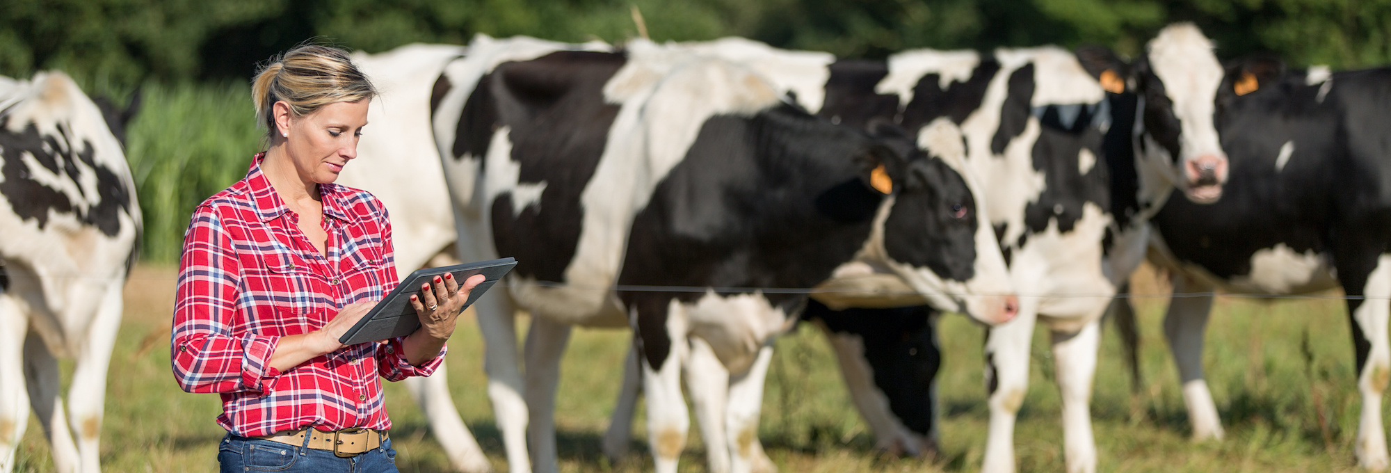 Female Farmer Managing Cows